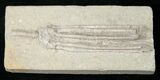 Parascytalocrinus Crinoid - Crawfordsville, Indiana #16088-1